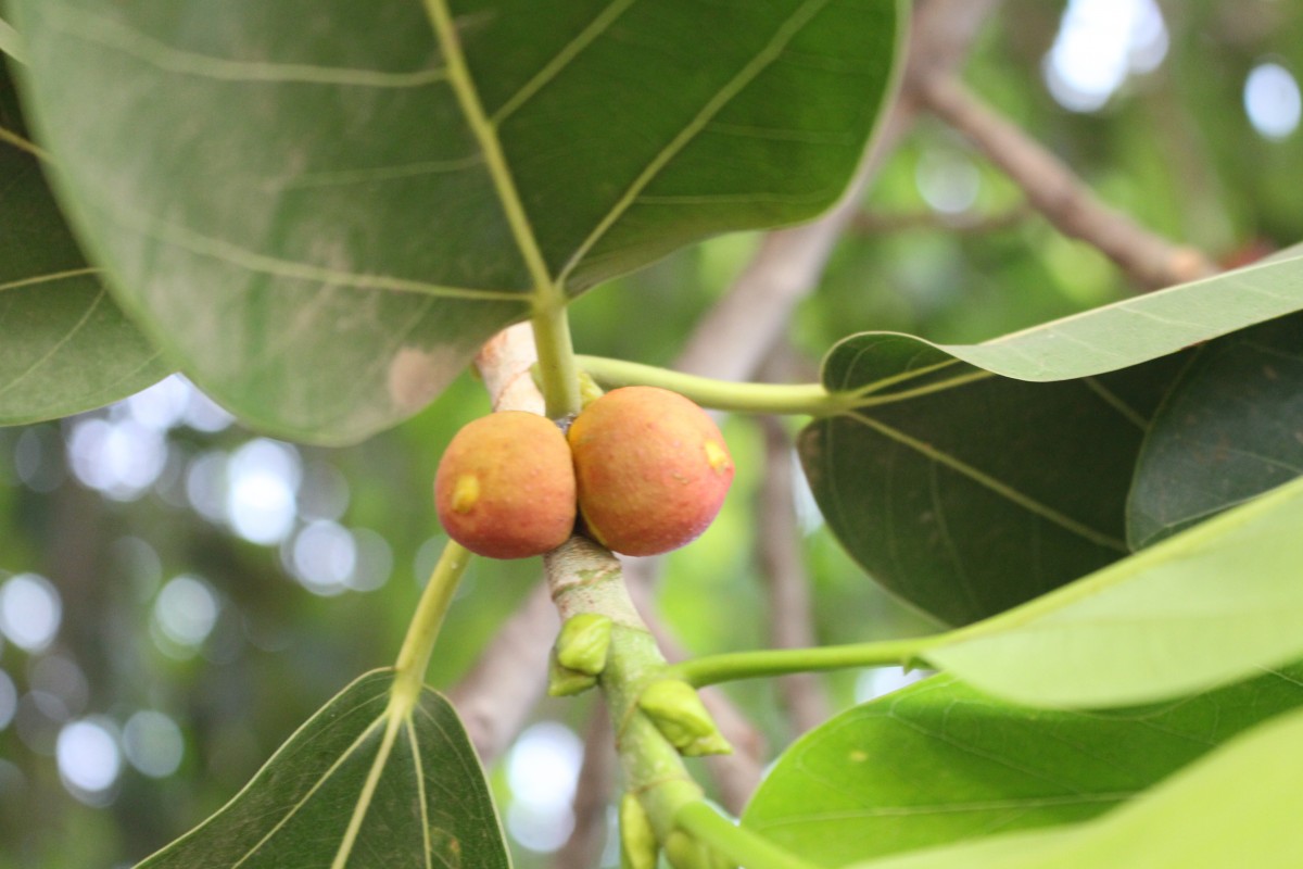 Ficus benghalensis L.